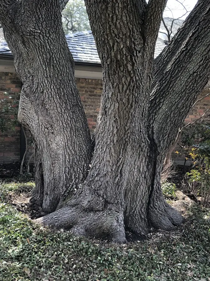 Mature heritage tree close to a Blue Ridge property cared for by certified arborists